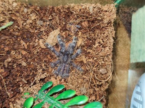 pokie tarantula|p striata tarantula.